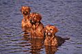 3 Golden Retrievers in the water