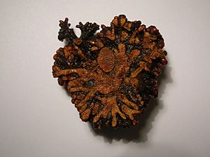 A sectioned alder root nodule gall