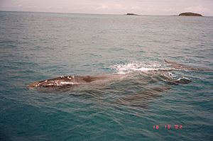 Abrolhos- Baleias