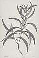 Acacia cunninghamii Banks