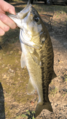 Alabama Bass1