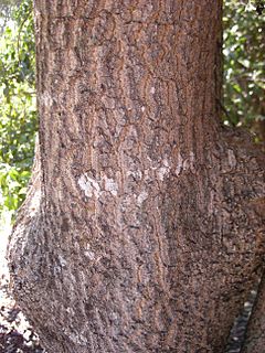 Alstonia constricta bark