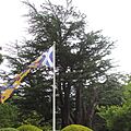 Ancient Cedar, Fordell Castle Gardens (geograph 5637268)