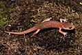 Aneides lugubris 2