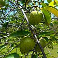 Annona glabra 06 - green fruits on branches