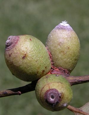 Apiomorpha conica.jpg