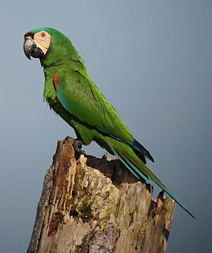 Ara severus - Guacamaya cariseca - Chestnut-Fronted Macaw (7503884654).jpg
