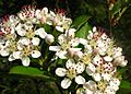 Aronia arbutifolia2475275707.jpg