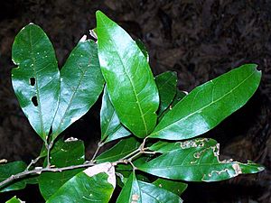 Arytera distylis leaves.jpg