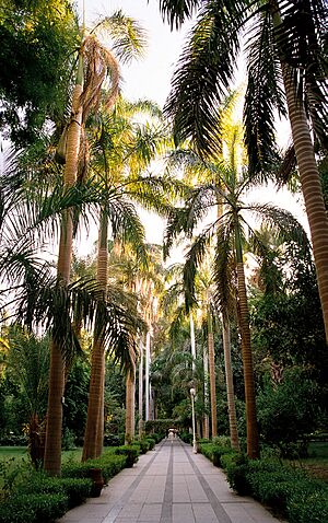 Aswan, Kitchener's Island, palm alley, Egypt, Oct 2004