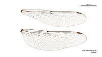 Austroaeschna sigma female wings (35053295275)