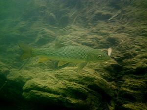 Andalusian barbel Facts for Kids