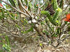 Beaufortia squarrosa (fruits)