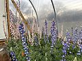 Big Bend bluebonnets Greenhouse