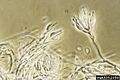 Bionectria