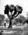 Blackboy in Primer of Forestry Poole 1922