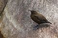 Brown Dipper Lingtam Sikkim India 11.01.2014