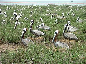 Brown pelicans on Breton