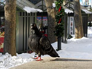 Bryant Park Pigeon