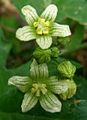 Bryonia-dioica-White-bryony-20100606a
