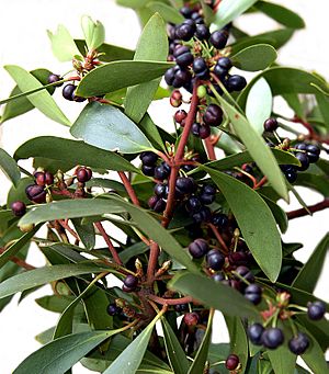 CSIRO ScienceImage 3982 Leaves and Berries of the Mountain Pepper Tasmannia lanceolata