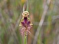 Calochilus russeus