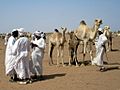 Camel Market (8626639754)