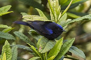 Capped Conebill - Ecuador S4E4700 (22882391489).jpg