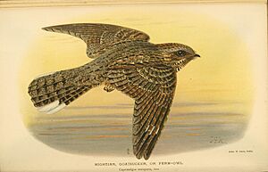Caprimulgus europaeus -Coloured figures of the birds of the British Islands (1885-1897)