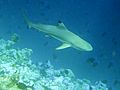 Carcharhinus melanopterus2