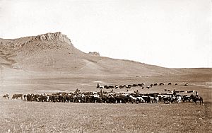 Cattle Roundup, Great Falls, MT, Geo B Bonnell, c1890