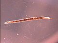 Ceratopogonidae
