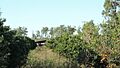Citrus growing, Burnett Highway, Ideraway, 2014 01
