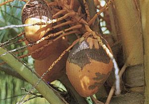 Coconuts injured by Eriophyes guerreronis