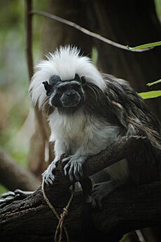 Cottontop Tamarin Perth Zoo