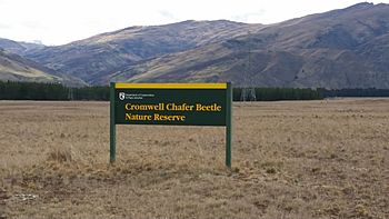 Cromwell chafer beetle reserve sign