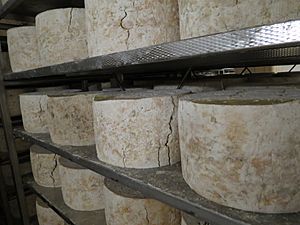 Détail d'une étagère de gorgonzola à la fromagerie Mauri 2
