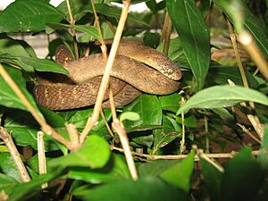 Dasypeltis fasciata.jpg