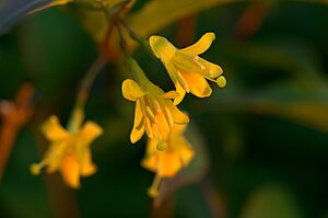Diervilla lonicera (14409084086)