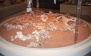Dinodontosaurus museu2x
