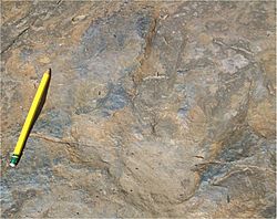 Dinosaur Footprints Eubrontes