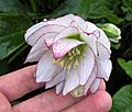 Double white and pink picotee hellebore