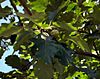 Durand Oak by Dennis Murphy, August 30, 2010 02, detail.jpg