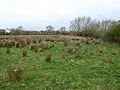 Duston Mill Meadow 2
