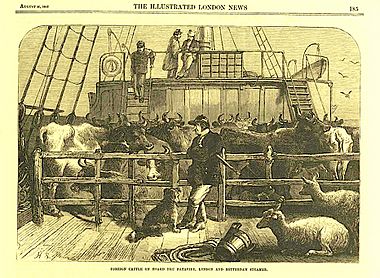 Dutch steamer taking cattle to London