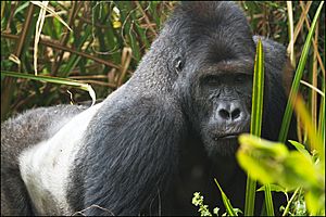 Eastern lowland gorilla.jpg