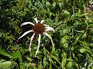 Echinacea laevigata smooth purple coneflower