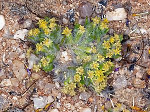 Eriophyllum mohavense (Mojave woolly sunflower) (6739724025).jpg