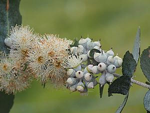 Eucalyptus crenulata flowers.jpg