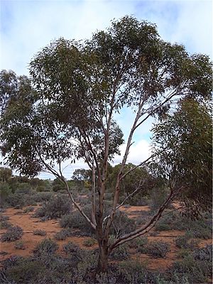 Eucalyptus dundasii.jpg